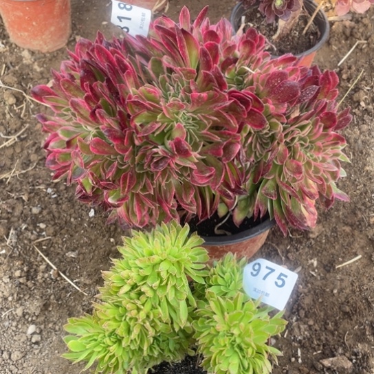 818➕975缀化法师