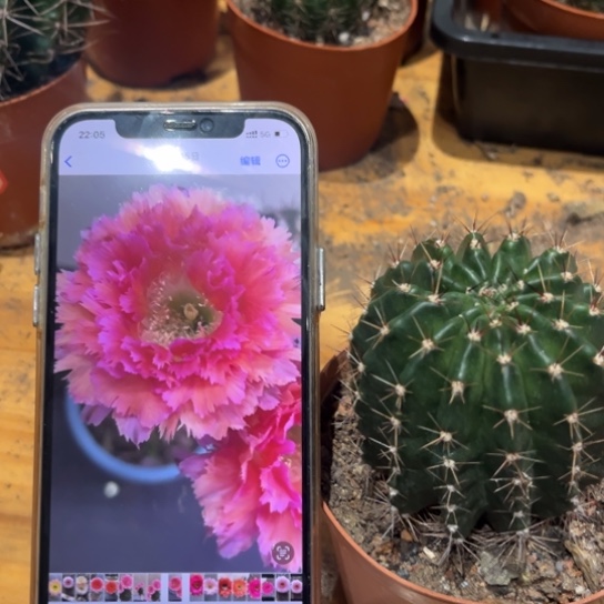 彩草6号羽毛6-7公分左右