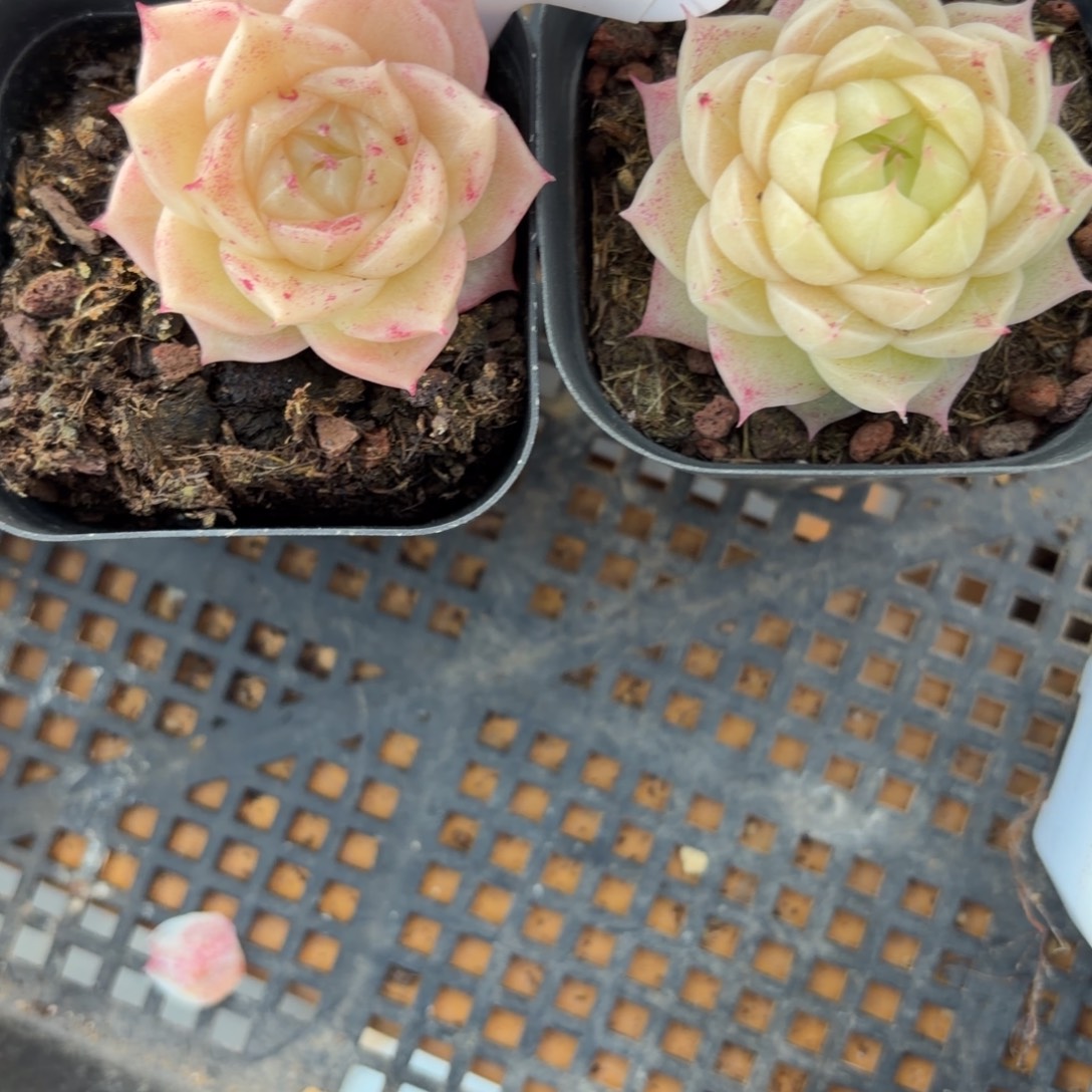 茶***.87➕57东篱下多肉哈哈哈