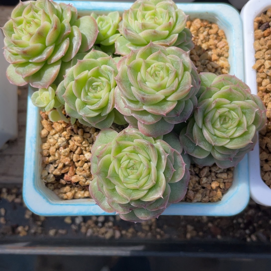 兔***呀1386专拍荧光青峦群