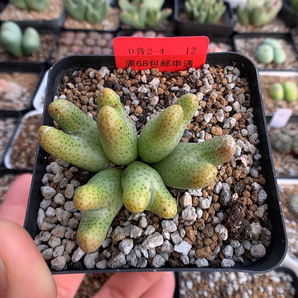 【闪购商品】2-4-12 955D一群 60