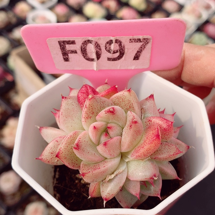 新年福利多肉6cm不包整群