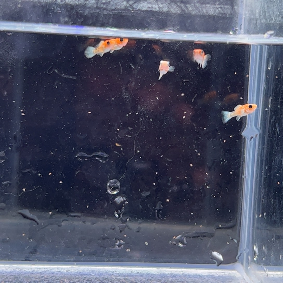 孔雀鱼樱花苗子5条