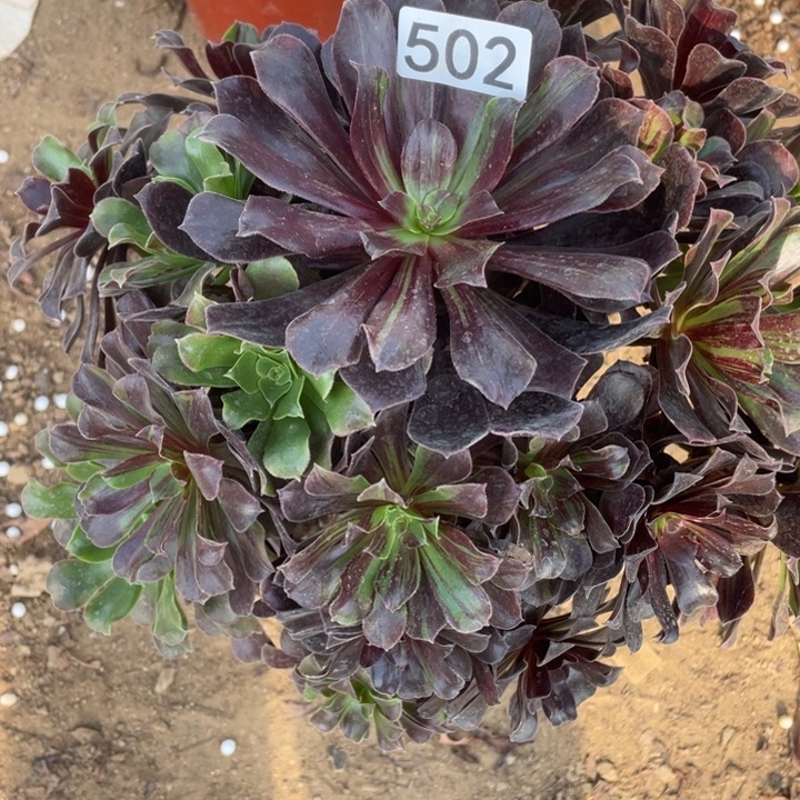 无花朵502欧若拉多肉植物