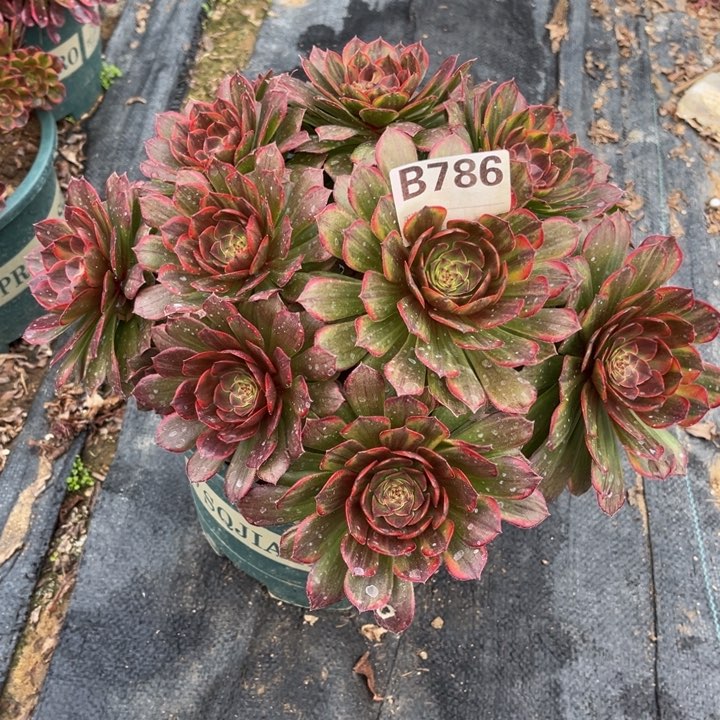 半夏多肉植物老桩