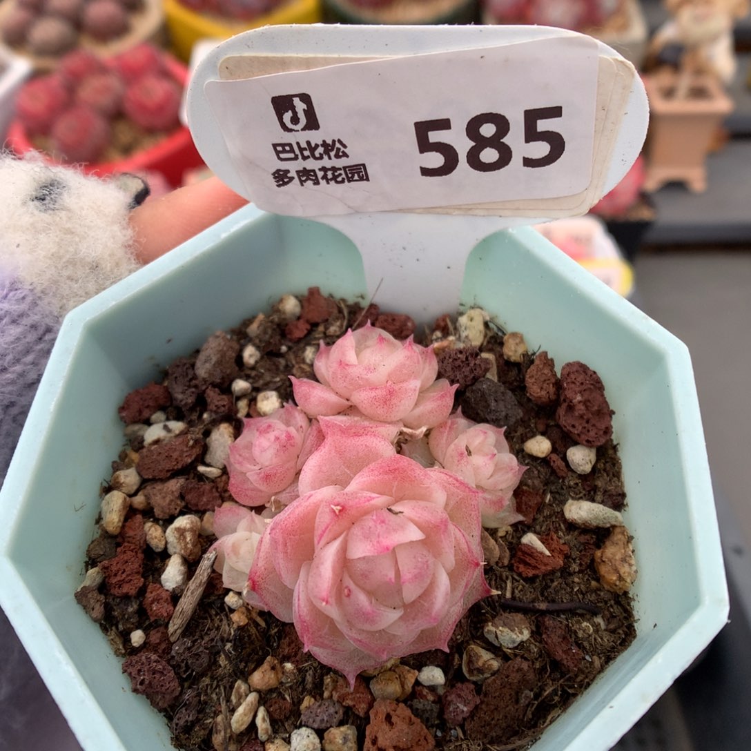 585潘多拉多肉植物福利