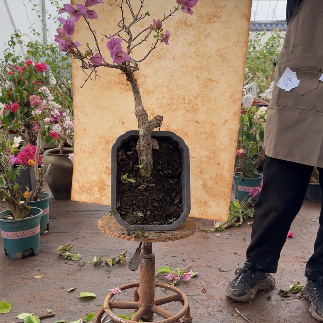 大部分开放少量花苞金夫人 57脱