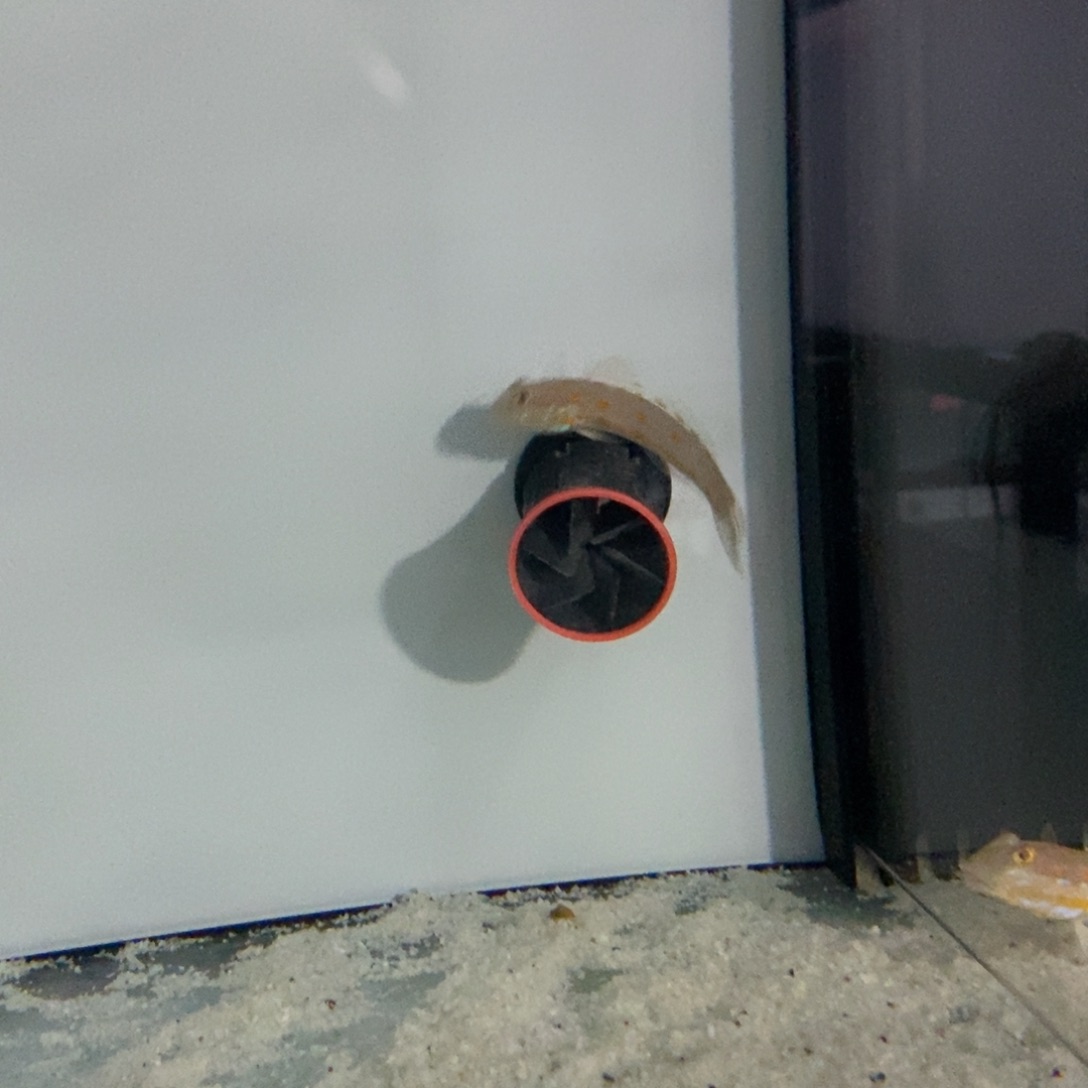 海水鱼海水观赏鱼钻石哨兵6-7*1