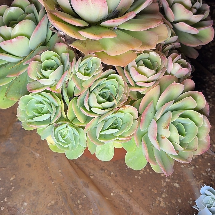 多肉植物桃花坞大群