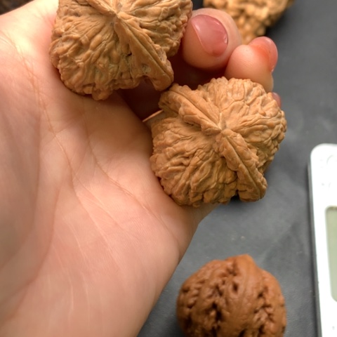 文玩核桃吊坠白狮子