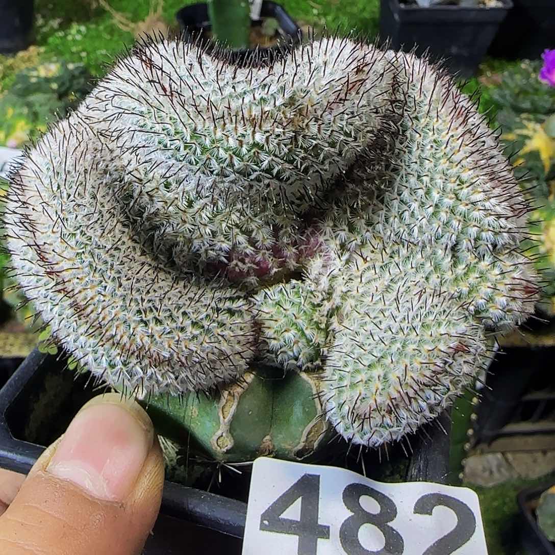 直刺佩雷缀化482