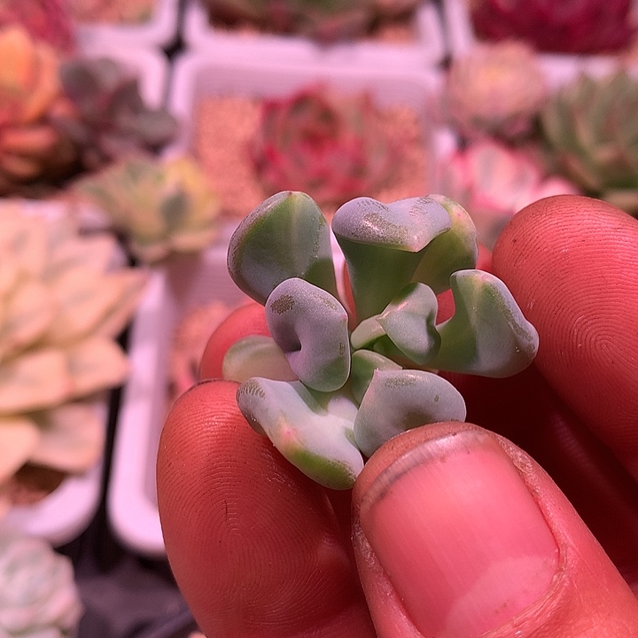 丘比特锦，拉丝锦锦