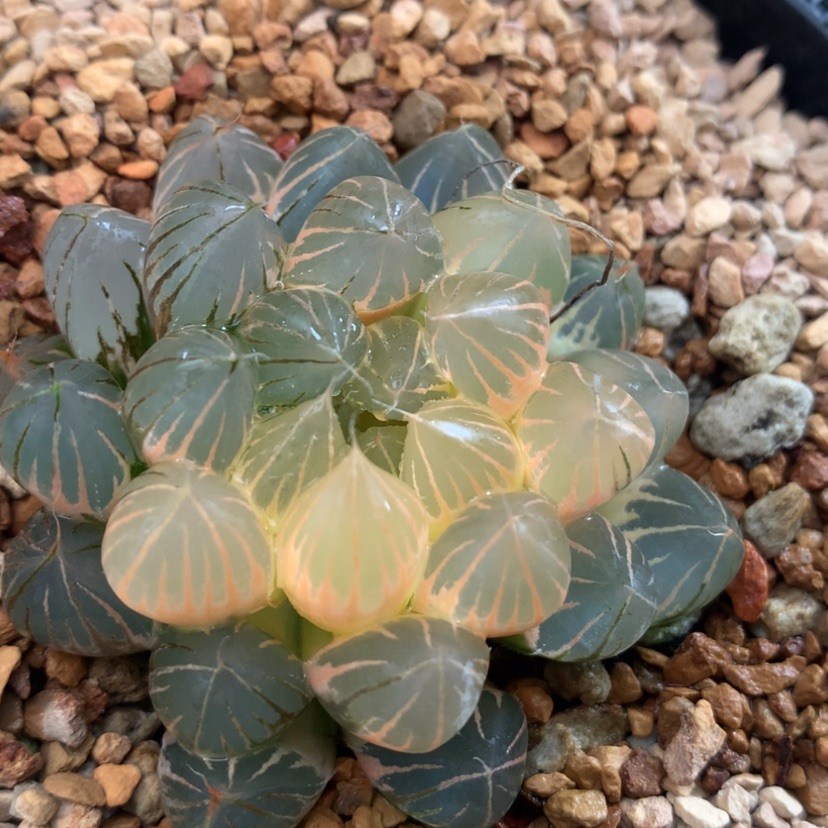 【闪购商品】588霓虹灯玉露