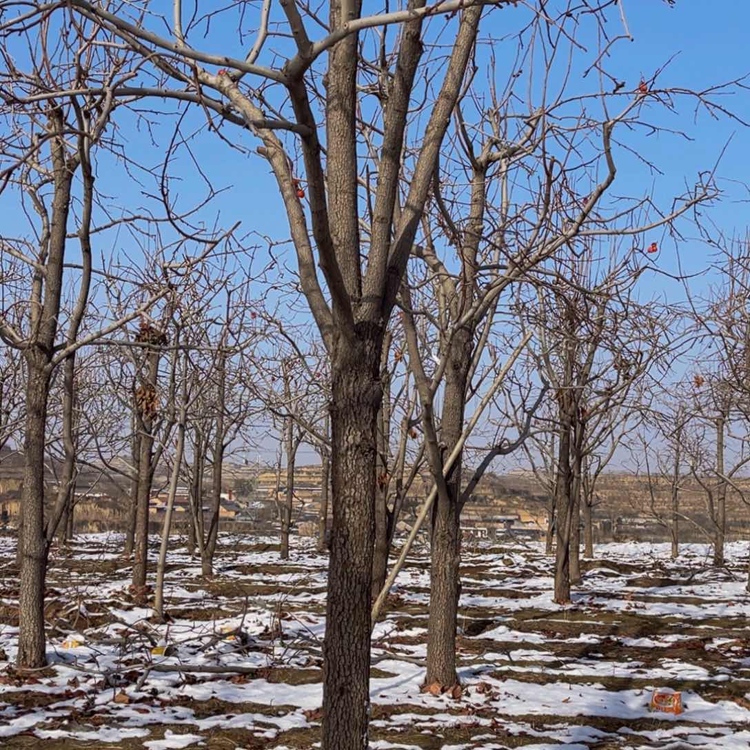 完全开放一物一拍