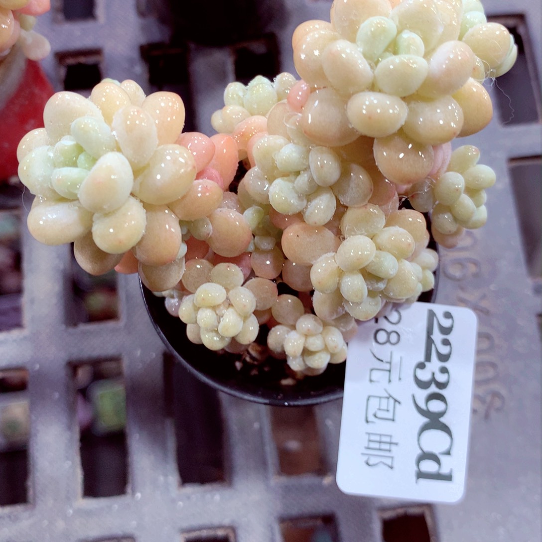 5厘米盆精控多肉2239