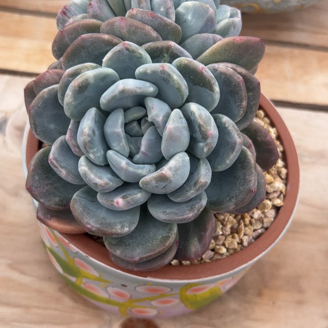 香玉石化，一物一拍