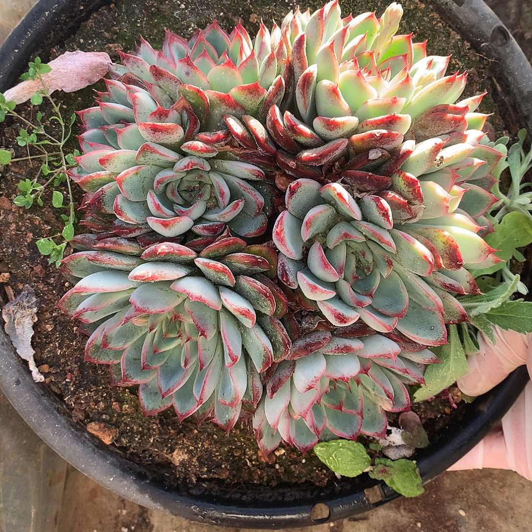 艳姬多肉一物一拍