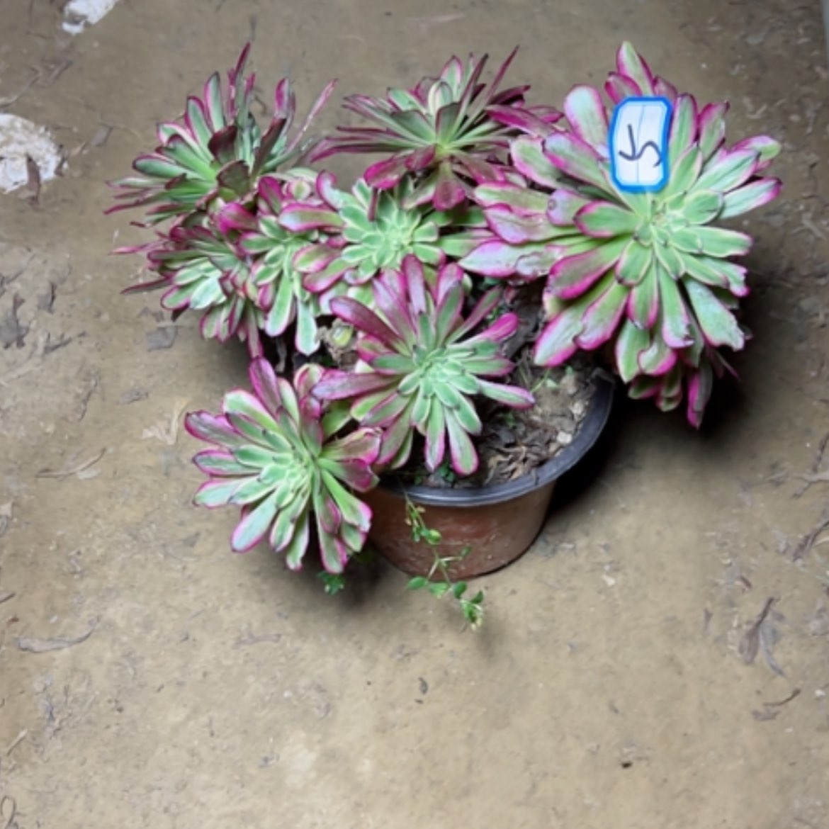 【闪购商品】V****?多肉植物舞天姬5