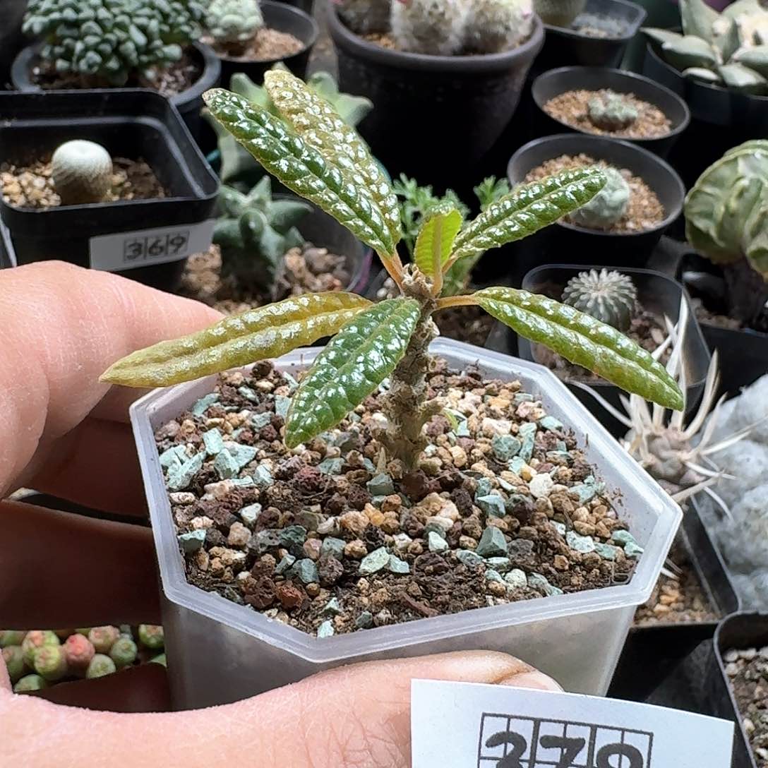 379泡泡叶巨琉桑带盆发货