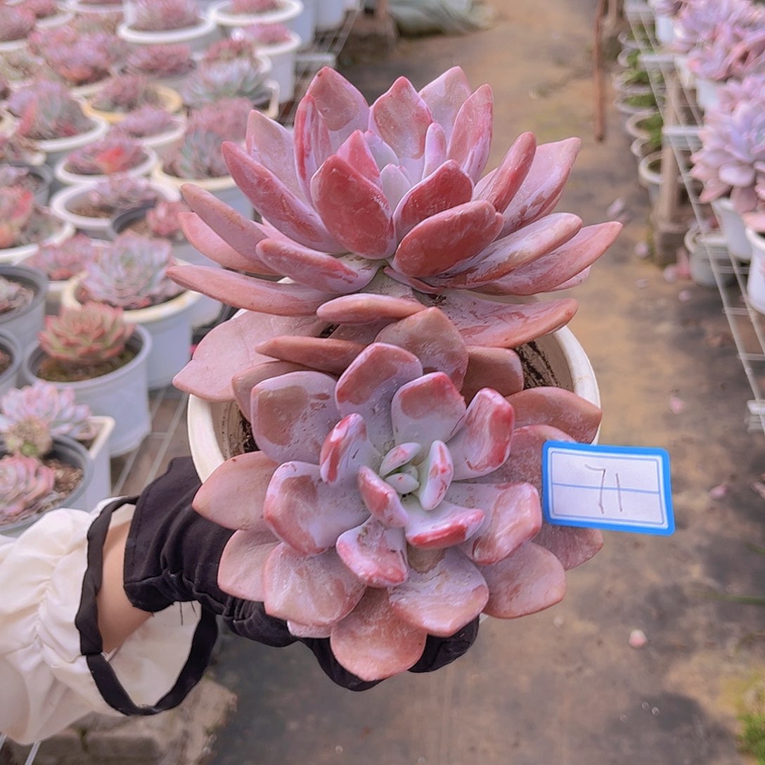 71号23公分99999999999999