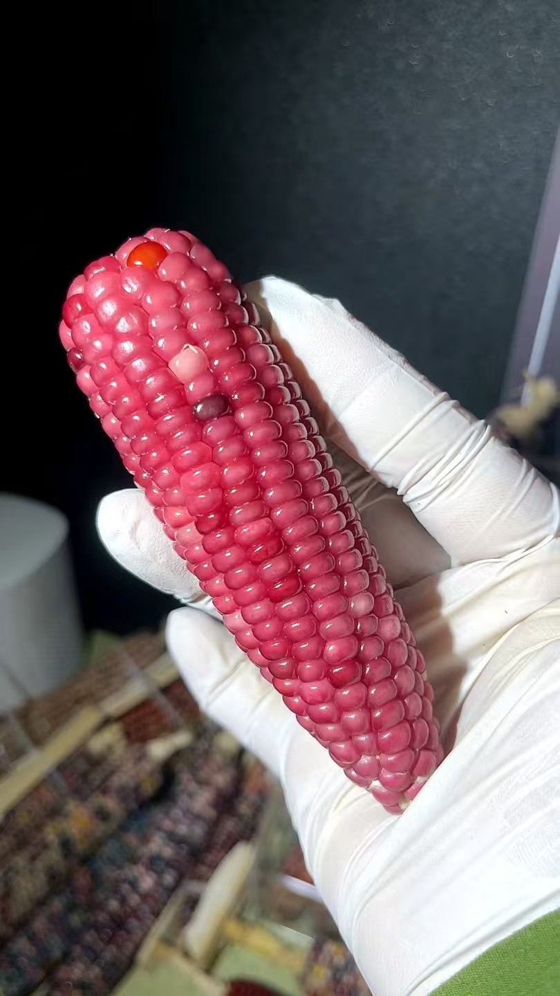 七彩宝石文玩玉米一物一拍天然卧室挂件毛料家用可盘玩请勿私拍