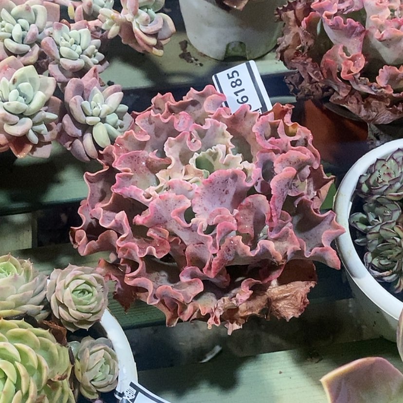 【闪购商品】 高砂06185