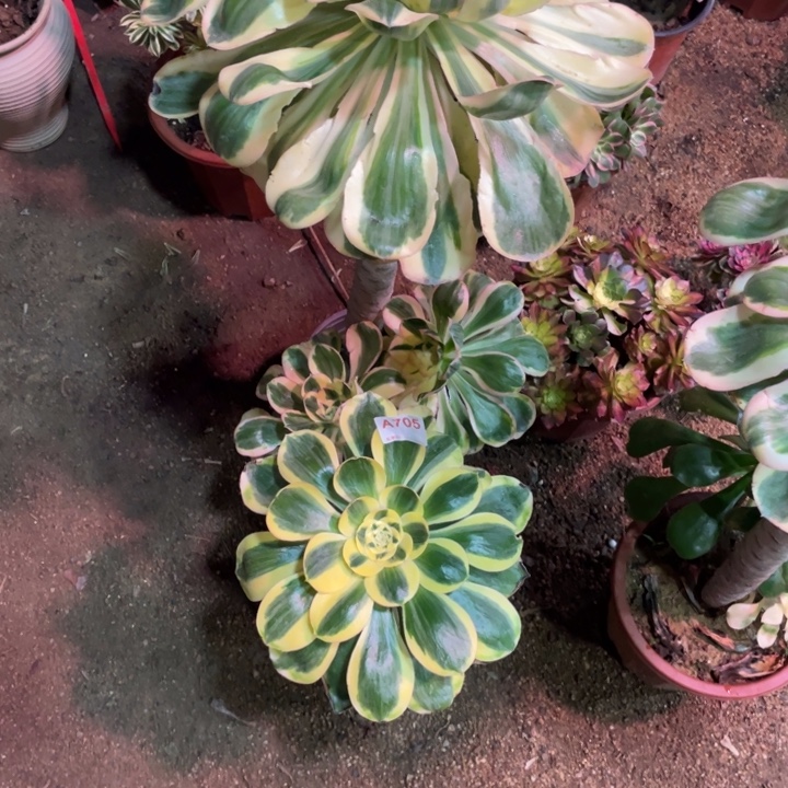 裸***行多肉植物燕姿 君美丽704 705号