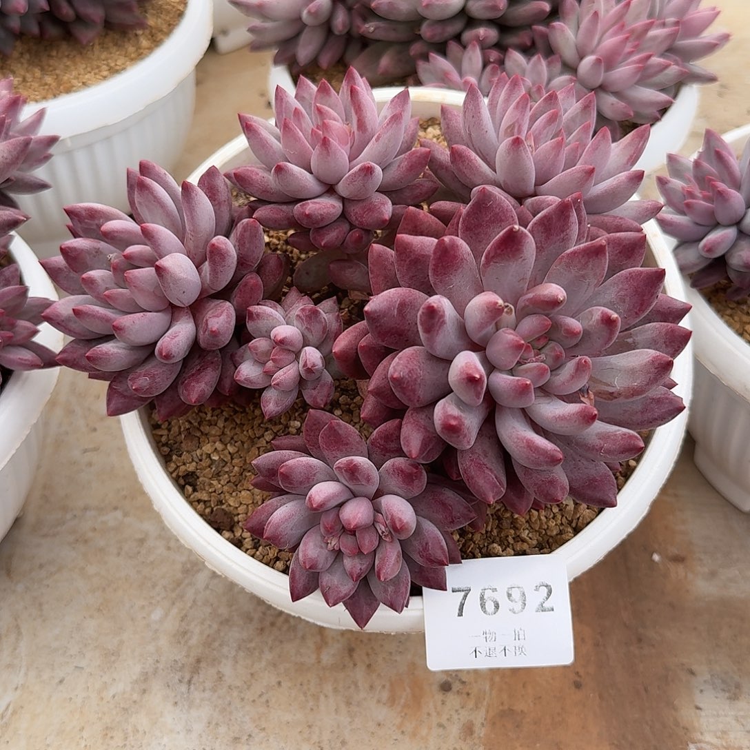 吴***7692号虞美人多肉