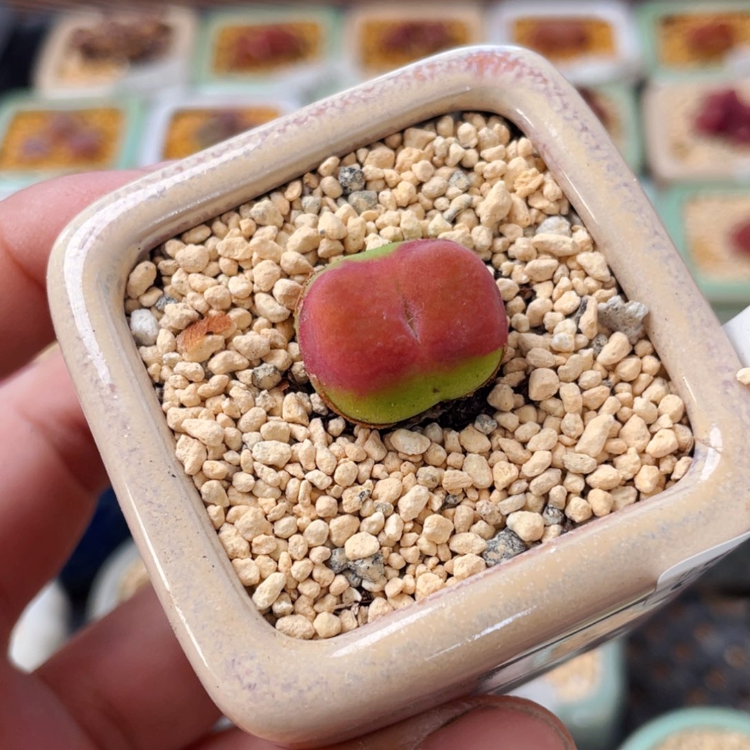 无花朵0233--一物一拍 带盆 水蜜桃1430.5