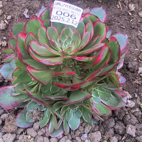 2.14-6粉花妖多肉植物