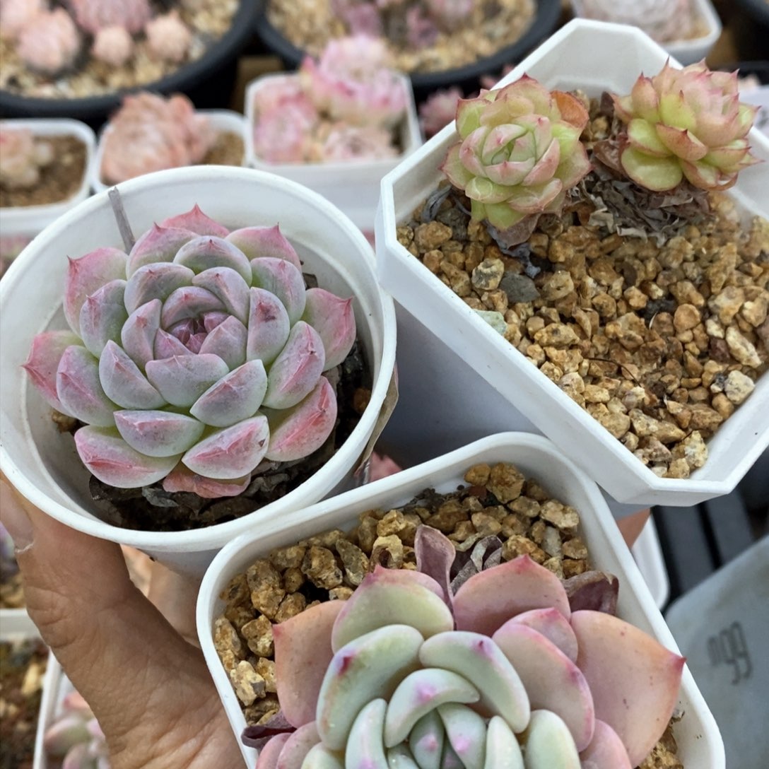 多肉植物一物一拍268