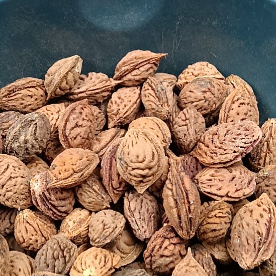 ****月桃核吊坠野生山桃核大核