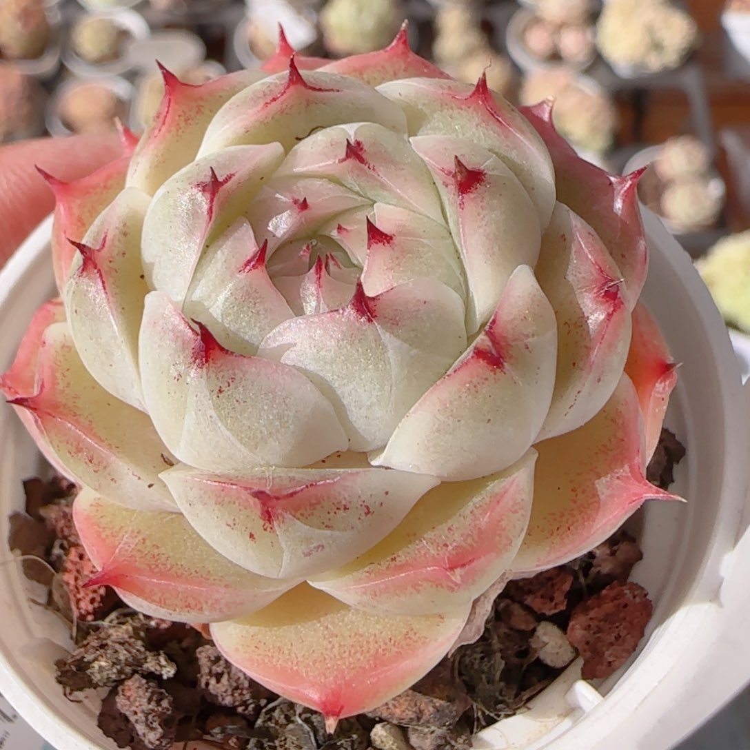 花语多肉1231-241