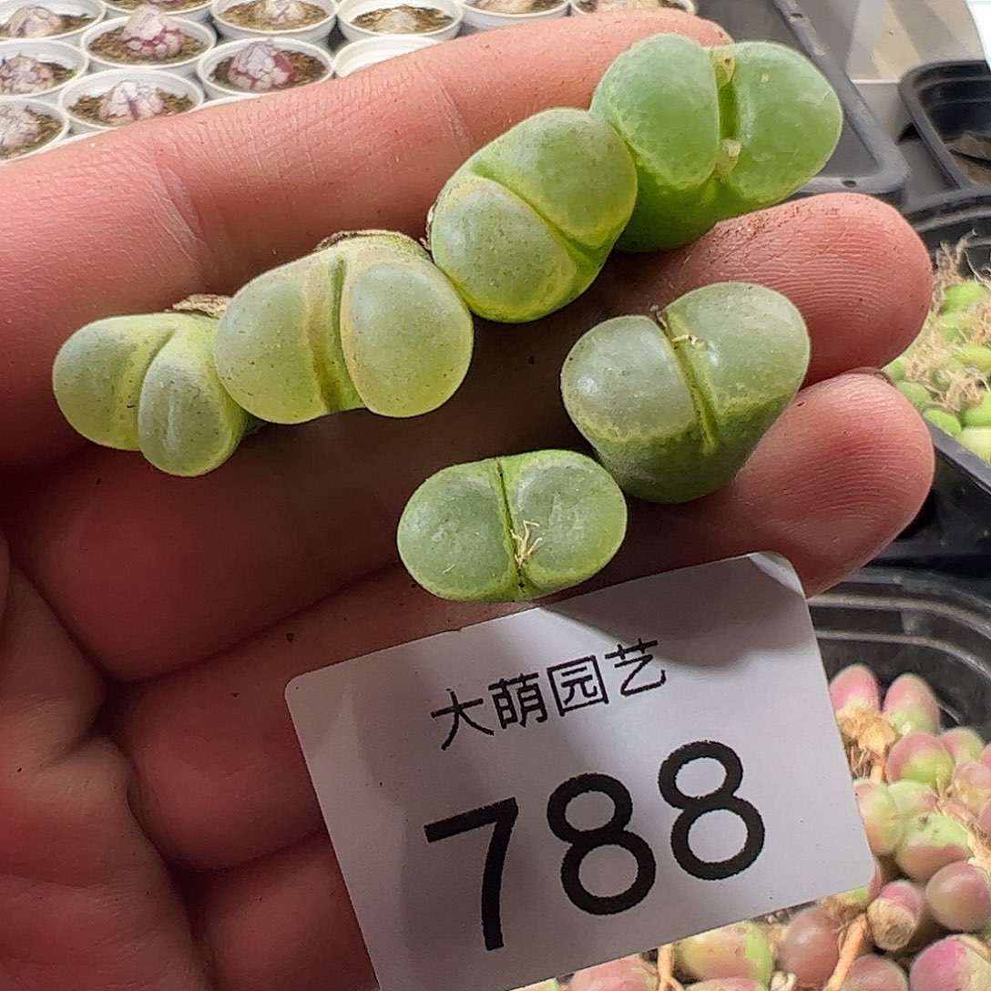 嵐***i一物一拍。     788