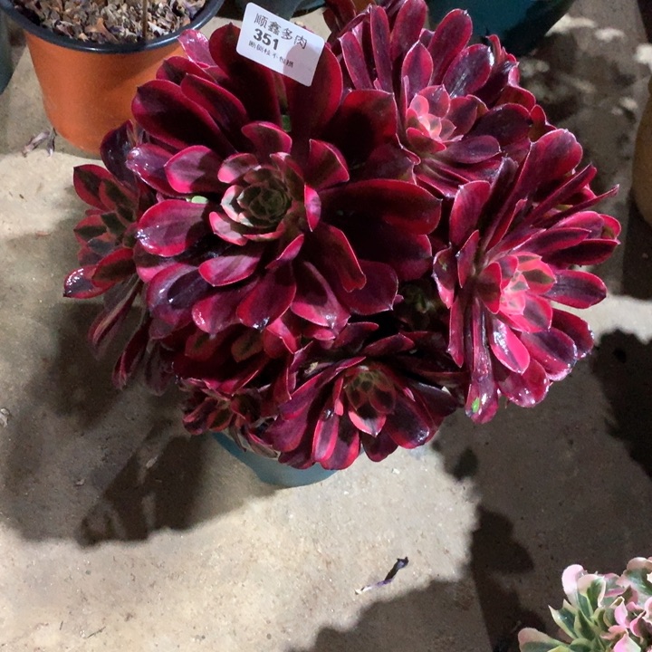 351蒙娜丽莎多肉植物