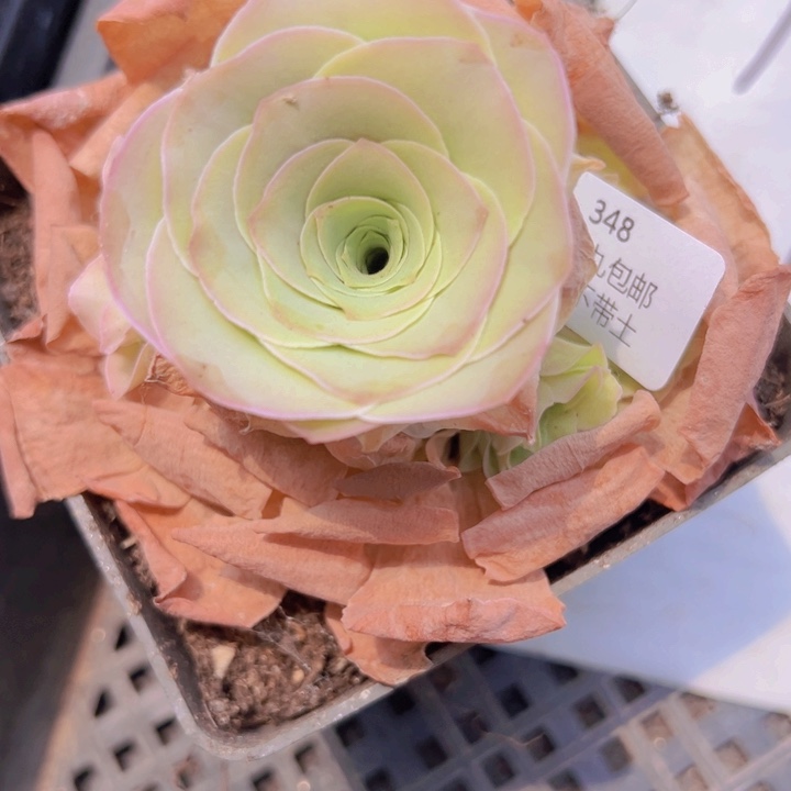 348裸根不带土发货