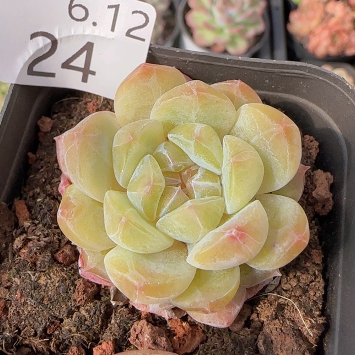 黄钻单头一颗脱土发货