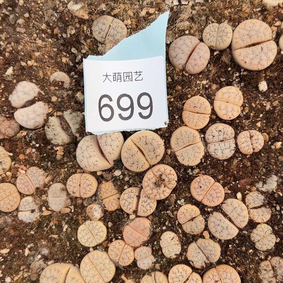 量拍荒玉混合3颗一组      699