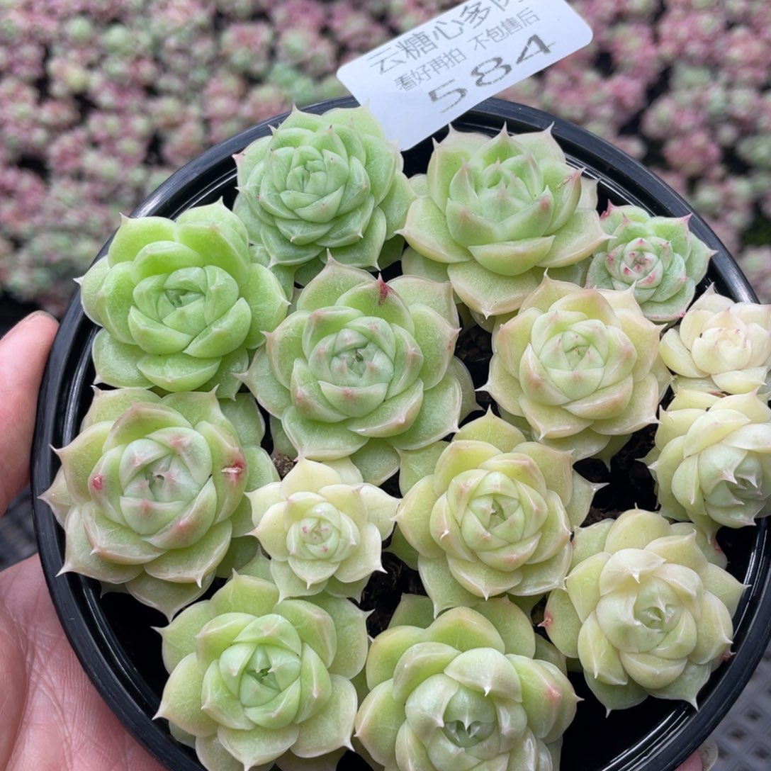 云糖心多肉植物584