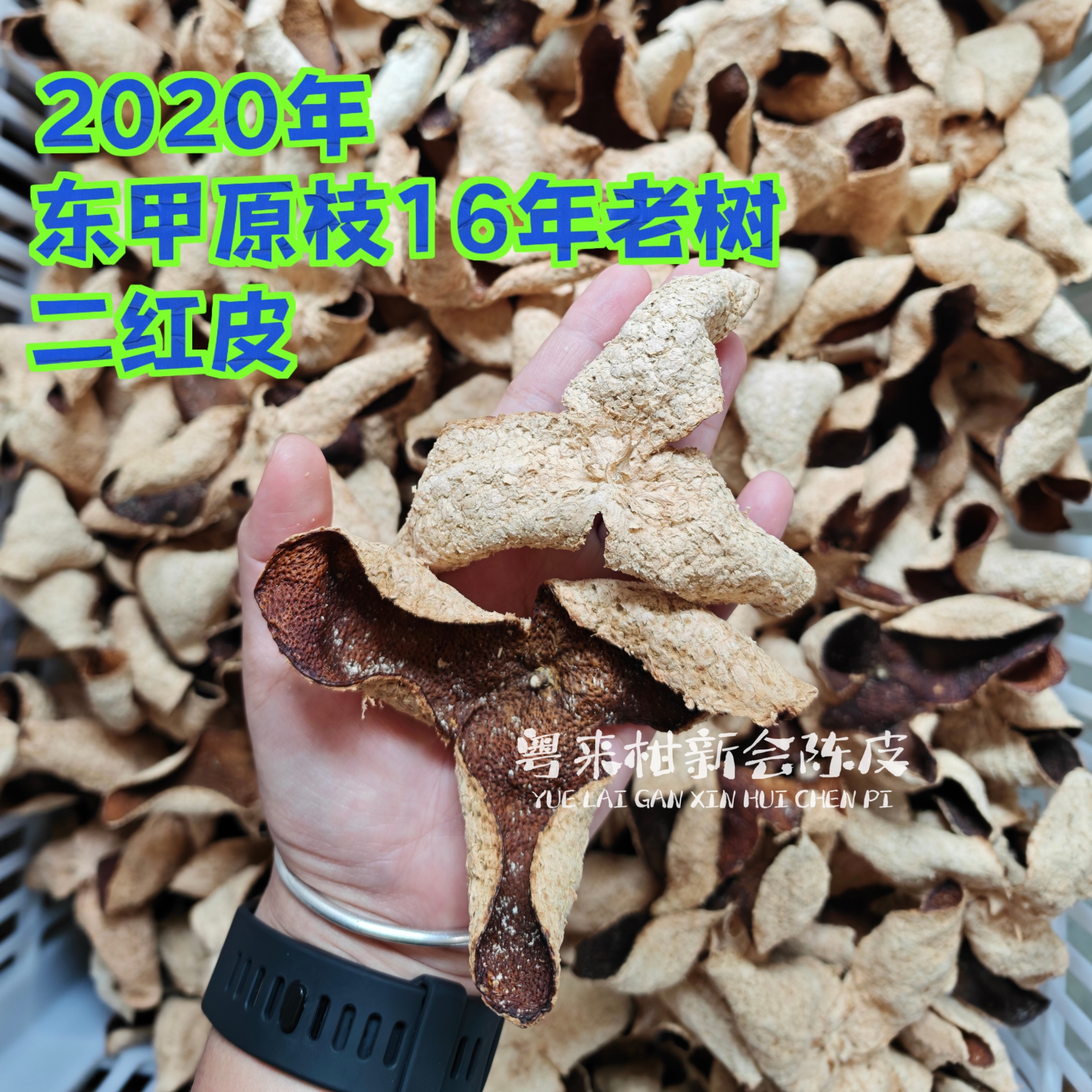 【老二红陈皮】2020年东甲原枝16年老树二红陈皮 薄荷凉 微甜yao香