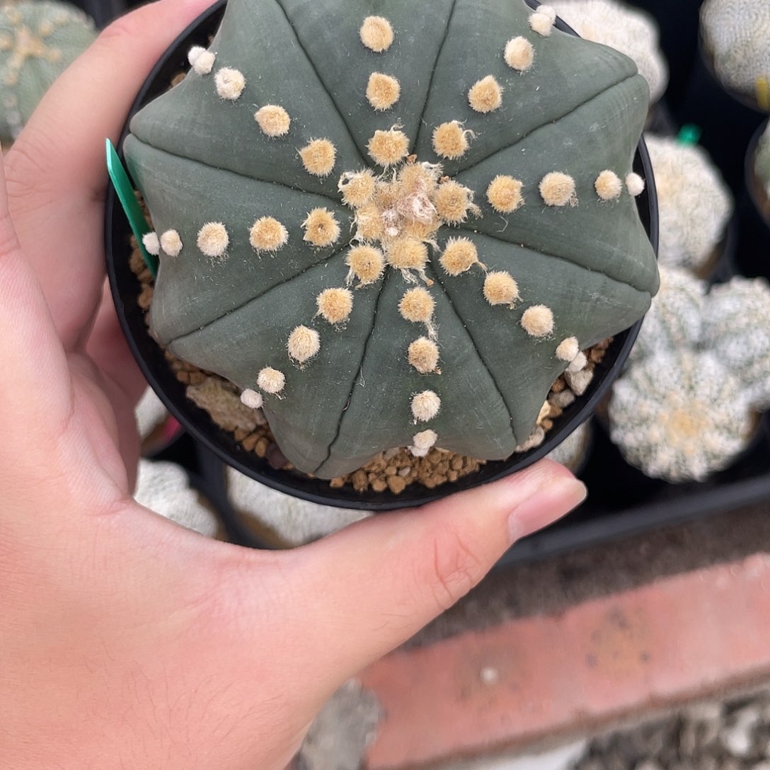 完全开放漂***美特价2 95