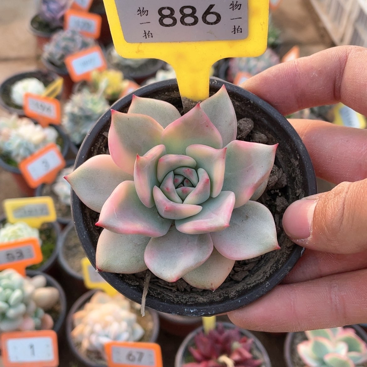 【闪购商品】886号