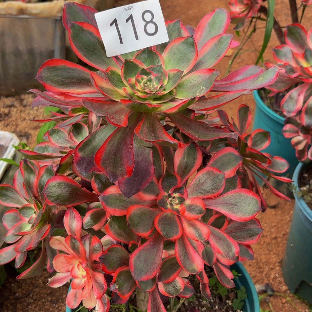 118多肉植物红魔女特价