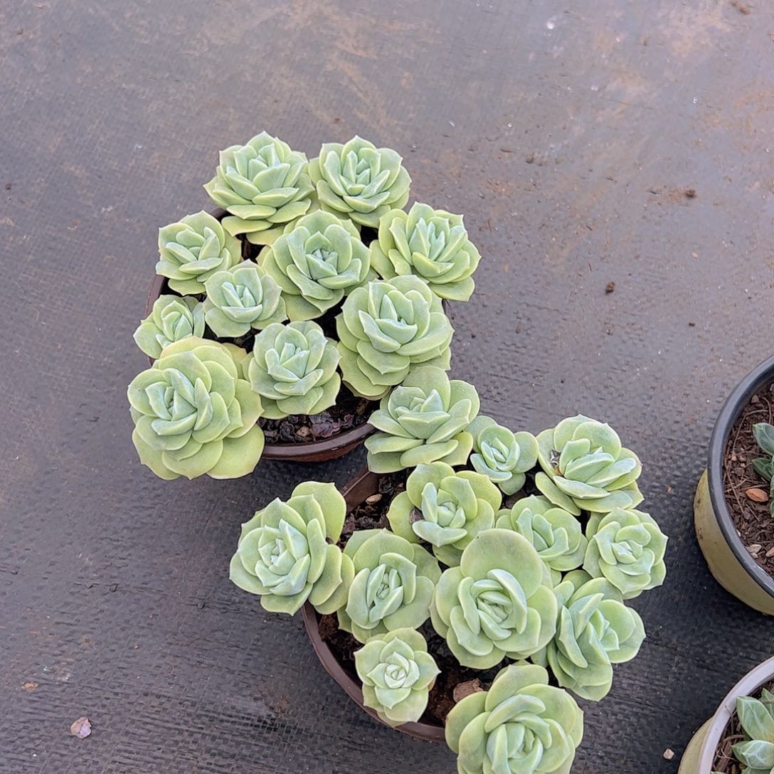 可爱玫瑰散群带盆土