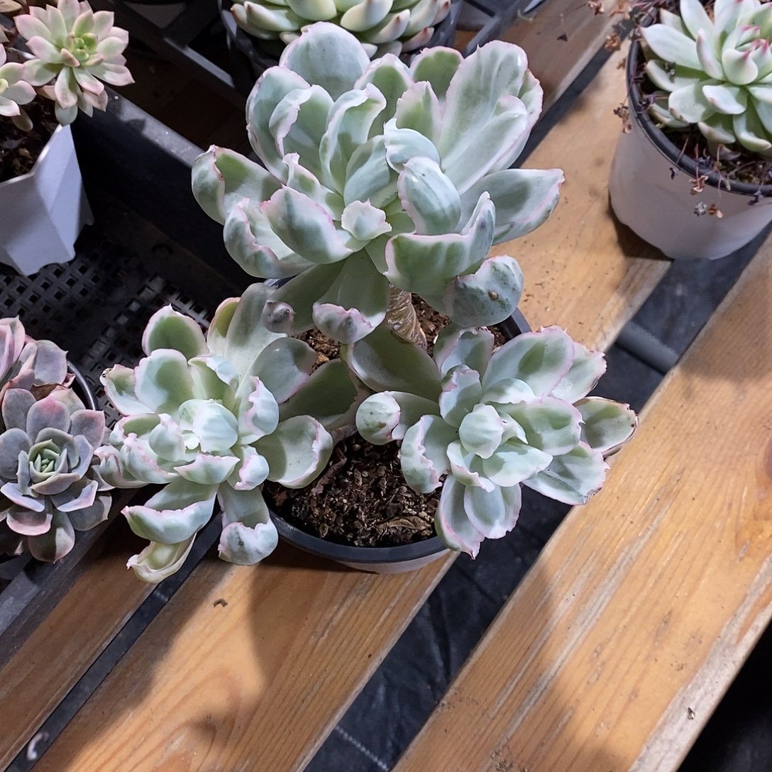 想***象伯克利了锦多肉植物老桩多肉