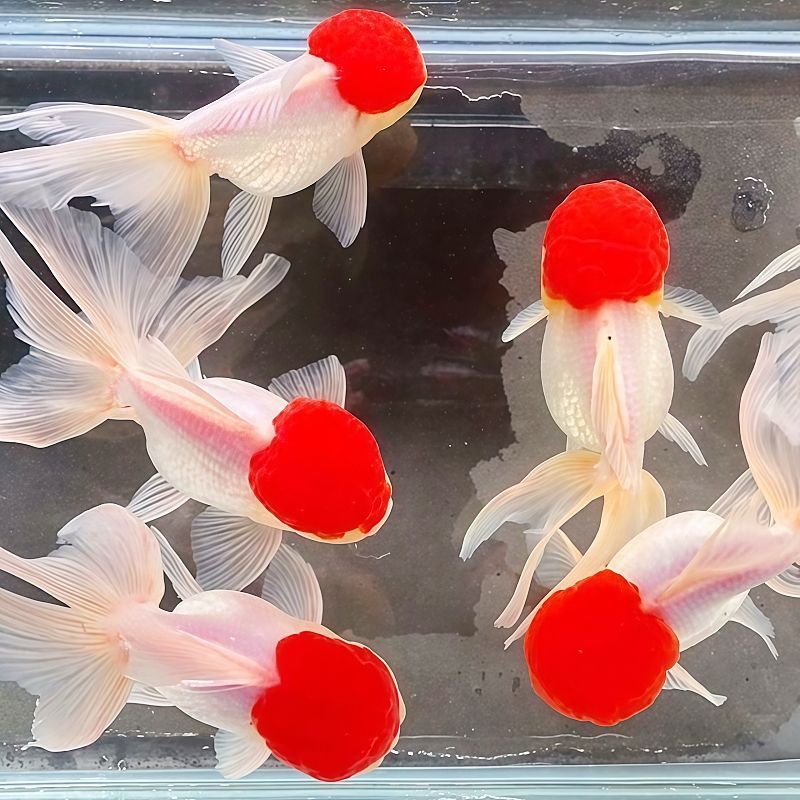 8-10cm 丹顶金鱼 招财鹤顶红小金鱼冷水淡水观赏鱼好养耐活