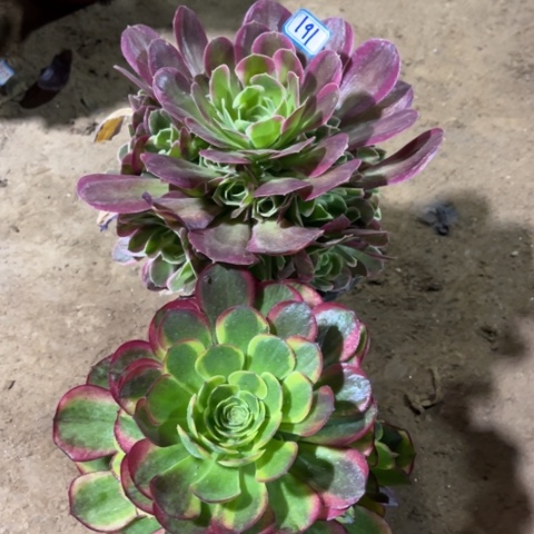 @***连191多肉植物组合