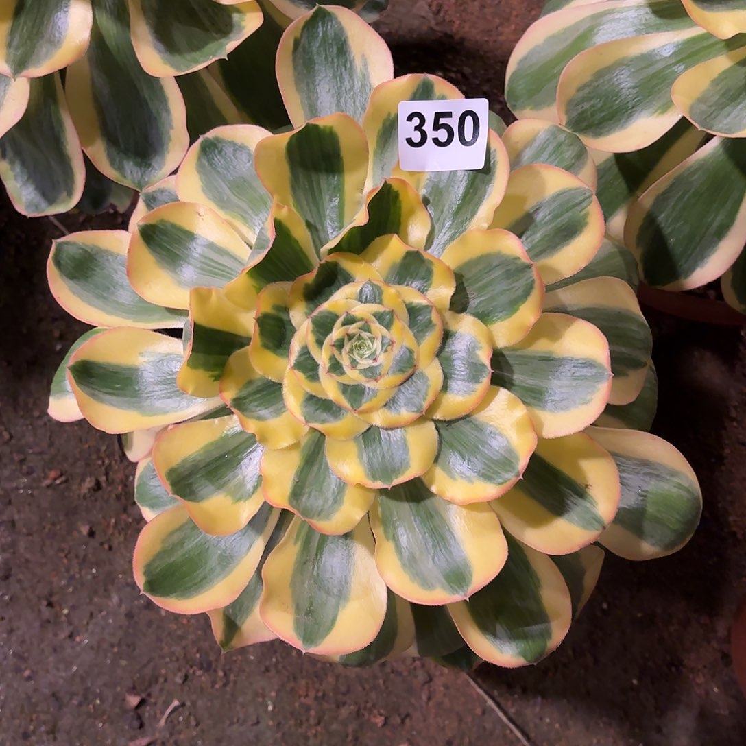 多肉法师王菲君美丽350