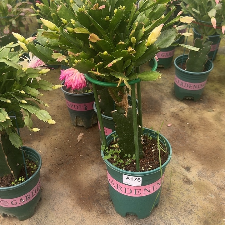 文***欣大部分开放少量花苞176嫁接雅思