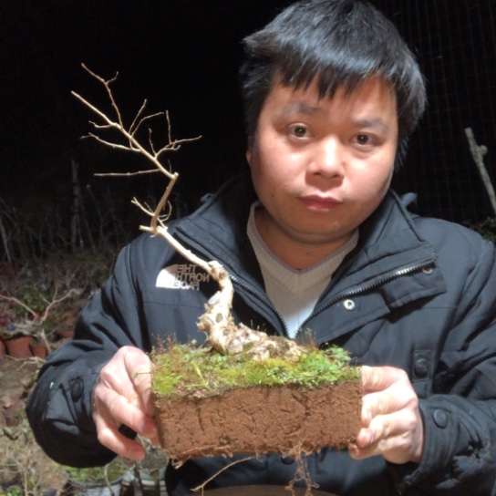 盆景素材盆栽绿植